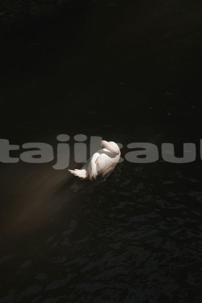 Big with watermark image