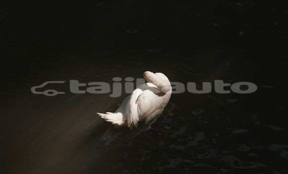 Medium with watermark image