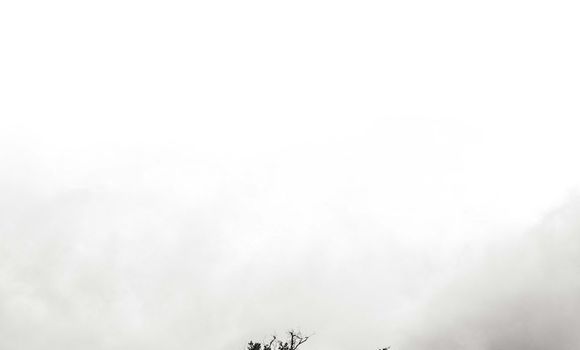 Medium with watermark image