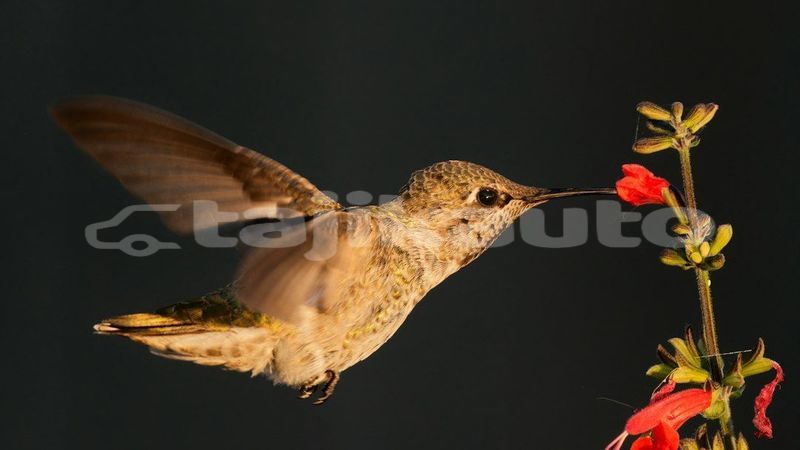 Big with watermark image