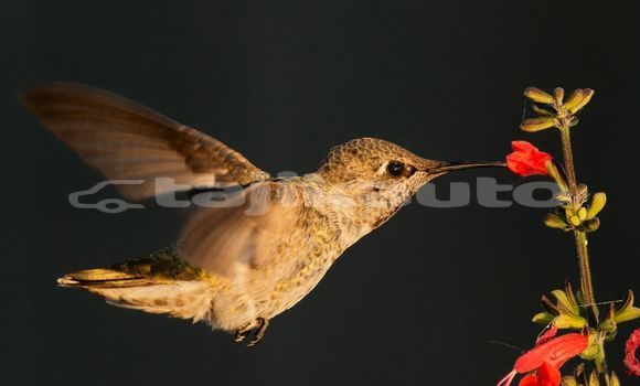 Medium with watermark image