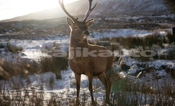 Medium with watermark image