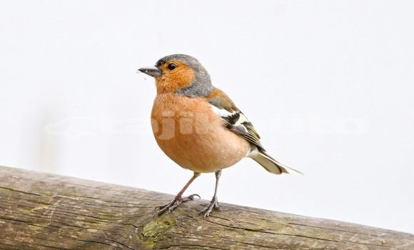 Medium with watermark image