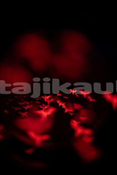 Big with watermark image