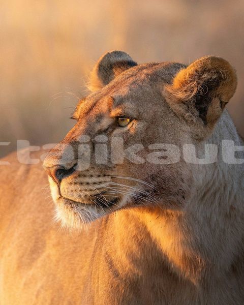 Big with watermark image