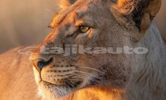 Medium with watermark image