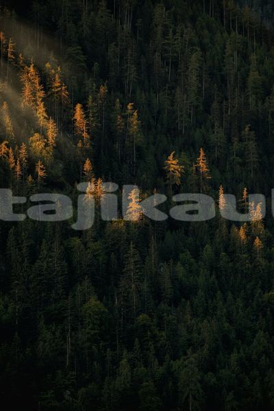 Big with watermark image