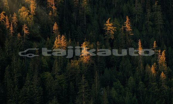Medium with watermark image