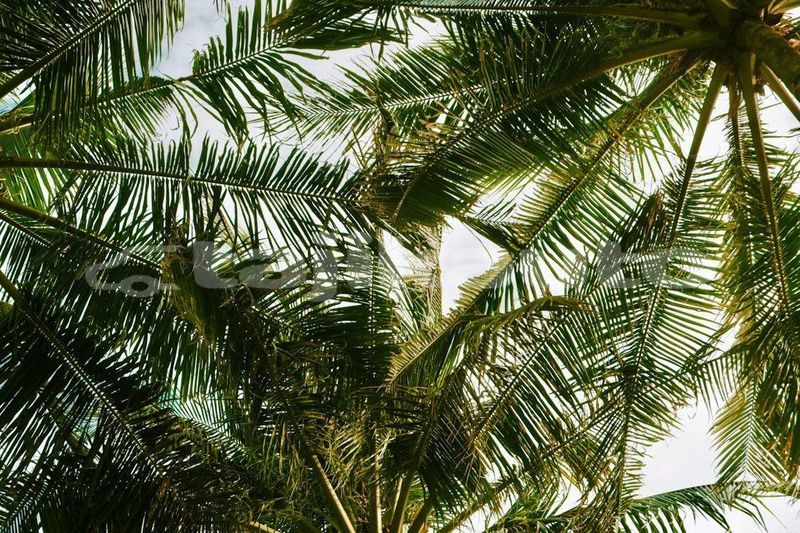 Big with watermark image