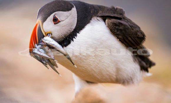Medium with watermark image