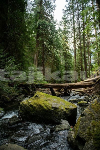 Big with watermark image
