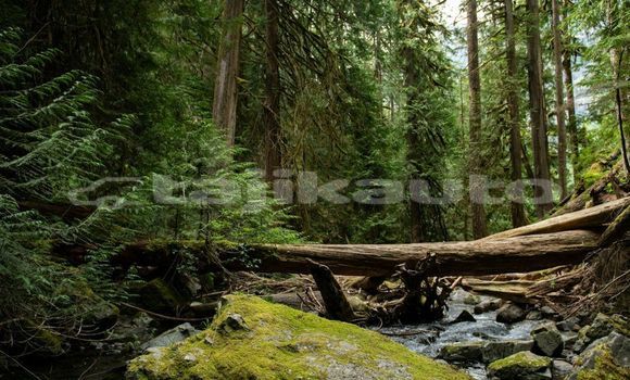 Medium with watermark image