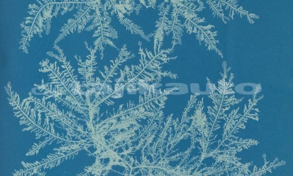 Medium with watermark image