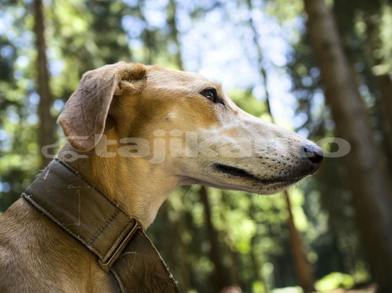 Big with watermark image