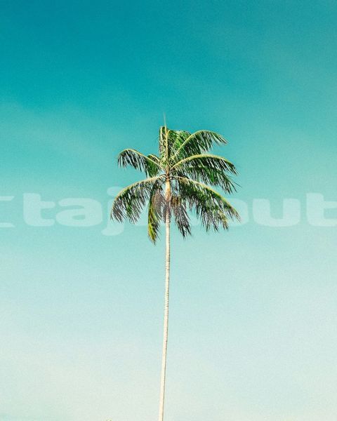 Big with watermark image