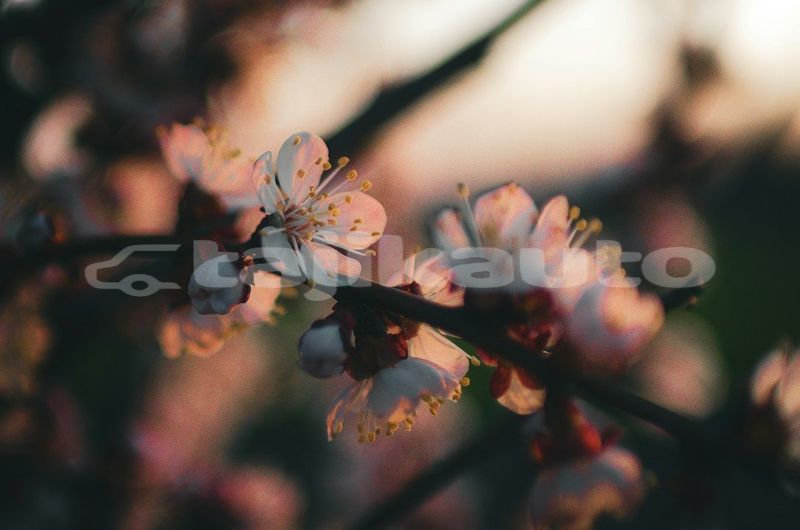 Big with watermark image