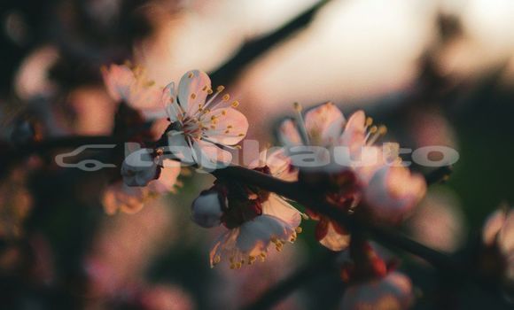Medium with watermark image