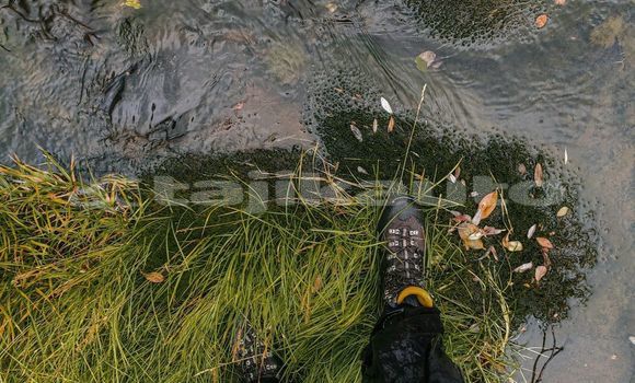 Medium with watermark image