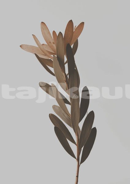 Big with watermark image