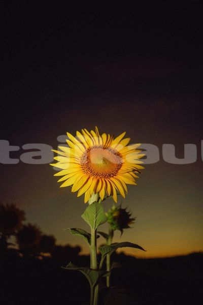 Big with watermark image