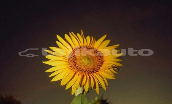 Medium with watermark image