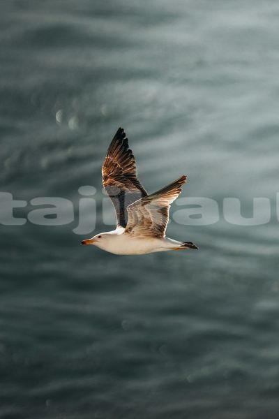 Big with watermark image