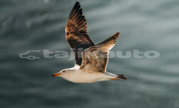 Medium with watermark image