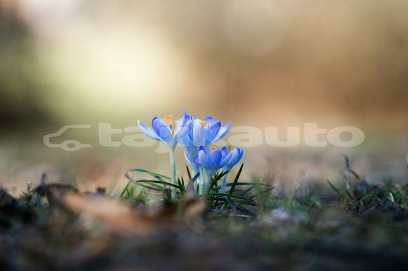Big with watermark image