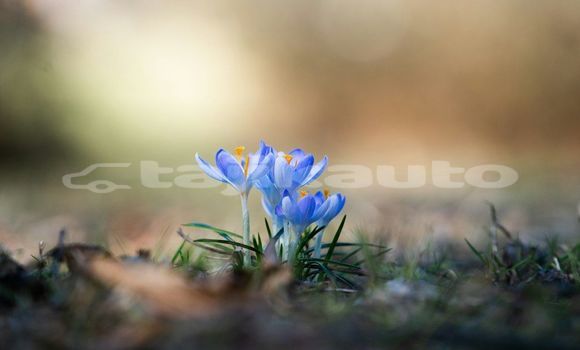Medium with watermark image
