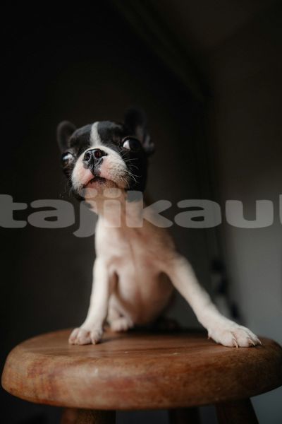 Big with watermark image