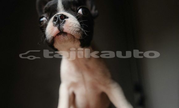 Medium with watermark image