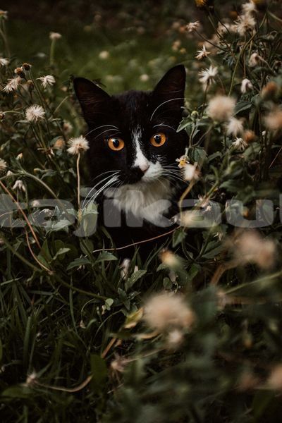 Big with watermark image