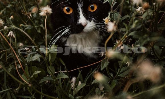 Medium with watermark image