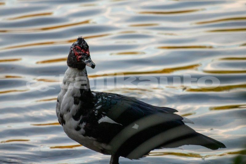 Big with watermark image