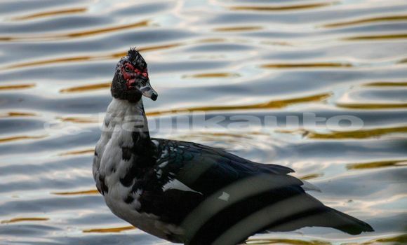 Medium with watermark image