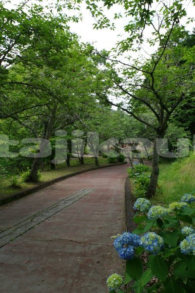 Big with watermark image