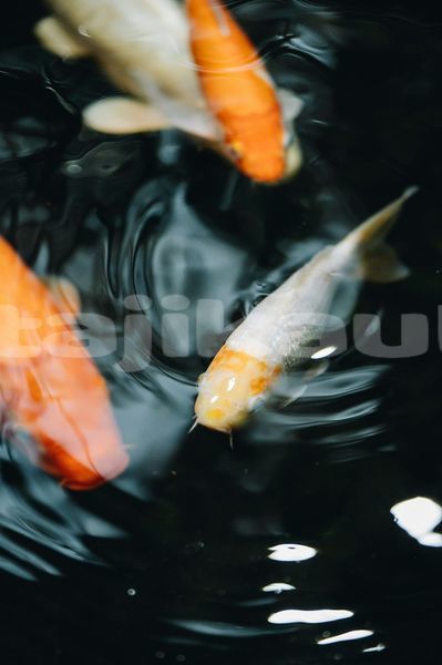 Big with watermark image