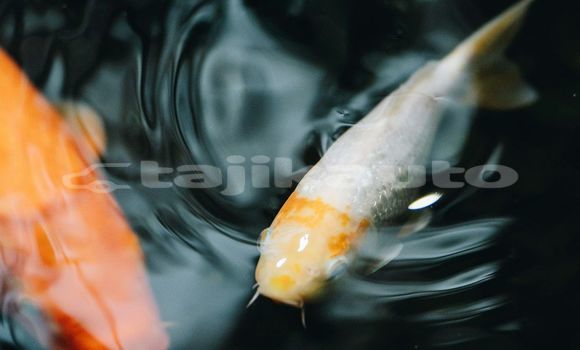 Medium with watermark image