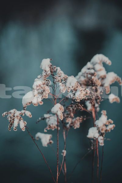 Big with watermark image