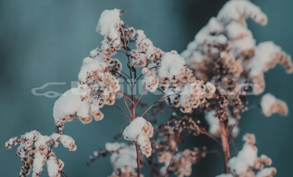 Medium with watermark image