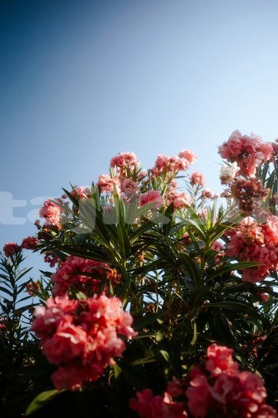 Big with watermark image