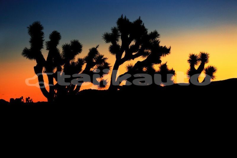 Big with watermark image