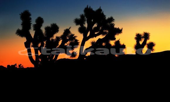 Medium with watermark image