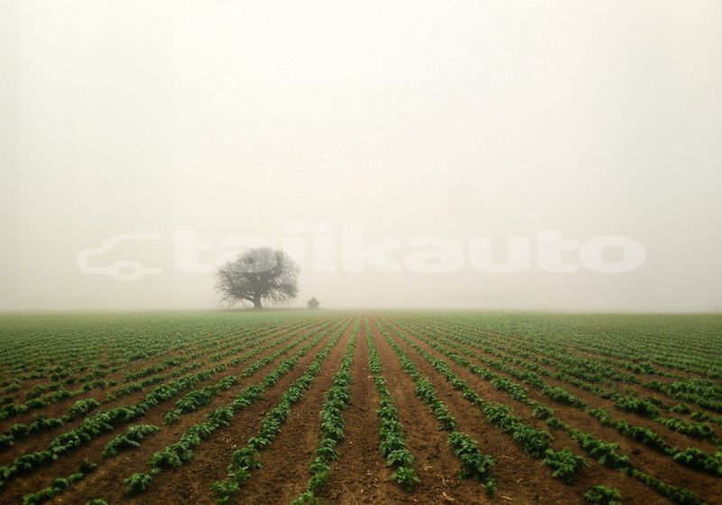Big with watermark image