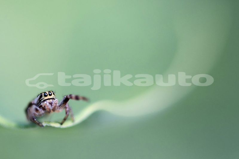 Big with watermark image