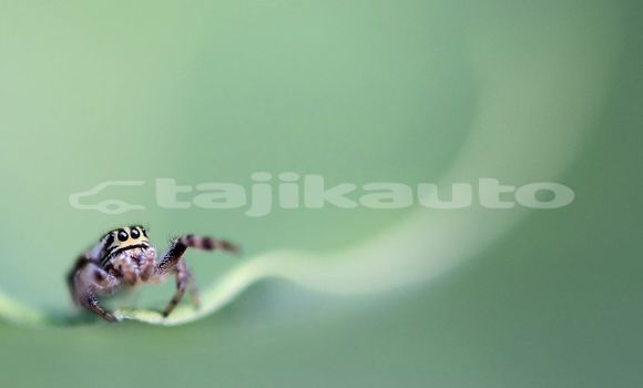 Medium with watermark image
