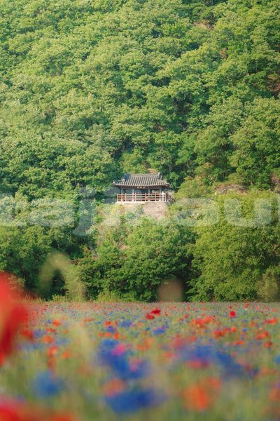 Big with watermark image