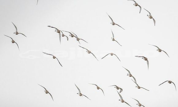 Medium with watermark image