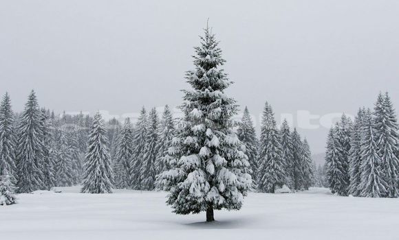 Medium with watermark image