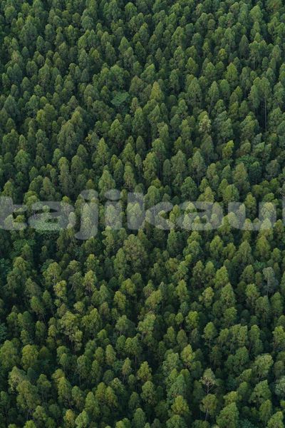 Big with watermark image